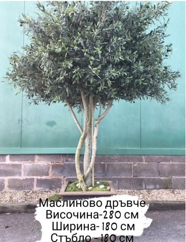 Голямо изкуствено дърво в саксия Маслина зелена 280х180см