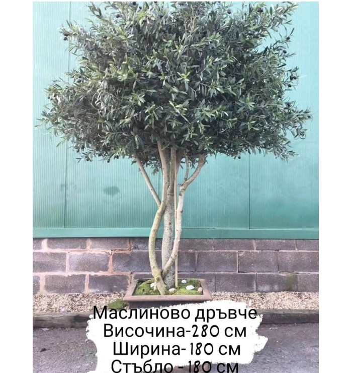 Голямо изкуствено дърво в саксия Маслина зелена 280х180см